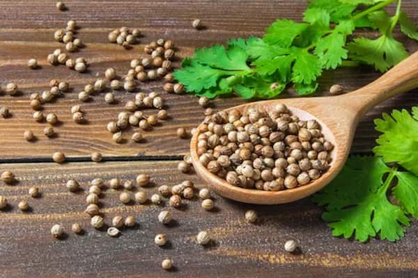 تصویر 5 از خرید و فروش تخم گشنیز نهاوند با شرایط فوق العاده